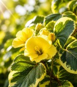 Ibišek lípovitý - Hibiscus tiliaceus (2/2)
