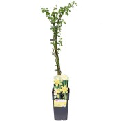 Jasmínum nudiflorum - žlutý