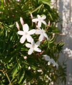 Jasmín pravý - Jasminum sambac - officinale (2/2)