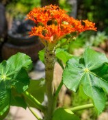 Jatropha Podagrica Oranje (2/2)