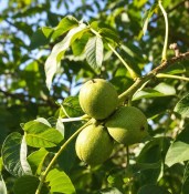 Juglans regia - Ořešák královský (2/2)
