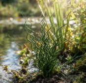 Vodní a pokojová rostlina - Juncus effusus SPIRALIS (Sítina rozkladitá) (2/2)