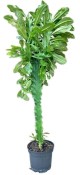 Kaktus Euphorbia Trigona č.5