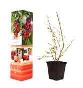 kamcatska-boruvka-honeysuckle-lonicera-kamtschatica-top-husty-ker