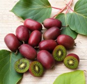 kiwi-actinidia-arguta-hardy-red (2/2)