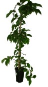 kiwi-actinidia-arguta-hardy-red