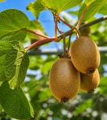 kiwi-actinidia-SOLO-samosprasna (2/2)