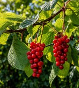 Klanopraška čínská Schisandra chinensis (2/2)