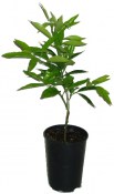 Kumquat fortunella obovata 