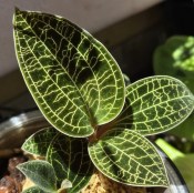Macodes petola - Drahokamová orchidej   (2/2)