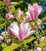 Magnolie Susan bílorůžová (2/2)
