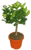 Mandarinkovník Mandarine reticulata