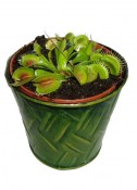 masozrava-rostlina-dionaea-muscipula-mucholapka-podivna