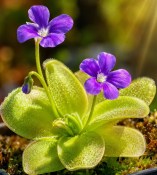 masozrava-rostlina-masozravka-tucnice-pinguicula  (2/2)