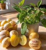 Melounový keř - Pepino - Solanum Muricatum  (2/2)