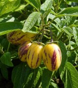 Melounový keř - Pepino - Solanum Muricatum 