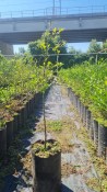 Mrazuvzdorný citrónovník Citrus Poncirus trifoliata  (2/3)