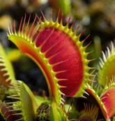masozrava-rostlina-dionaea-muscipula-mucholapka-podivna (2/2)