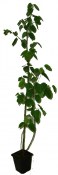 Muchovník olšolistý - Amelanchier Lamarcki 130 cm