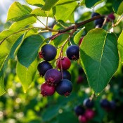 Muchovník olšolistý - Amelanchier  (2/2)