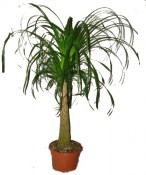 Nolina - sloní noha 60 cm