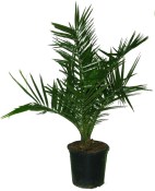 Palma Phoenix canariensis - datlovník