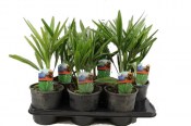 Palma Trachycarpus Fortunei mrazuvzdorná