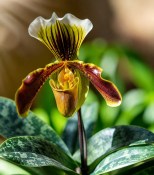 Paphiopedilum-strevicníkovec (2/2)