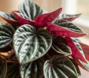 Peperomia rosso - Pepřinec Rosso (2/2)