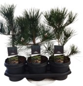 Pinus thunbergi
