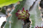 Pitahaya - Hylocereus undatus - dragonfruit velká