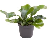 Platycerium bifurcatum - parožnatka