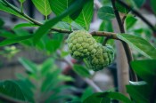 Pokojové rostliny - Annona cherimolia (4/4)