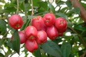 Pokojové rostliny - Vánoční třešeň - Martej - Eugenia Myrtifolia velká
