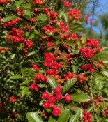 Pyracantha red column - ohnivec (2/2)