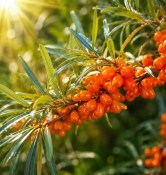 Hippophae rhamnoides (L.) "AUGUSTINKA" - Rakytník řešetlákový  (3/3)