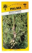 Semena Borovice blatka – Pinus uncinata