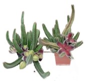 Stapelia variegata - Smrdutka pestrá č.7