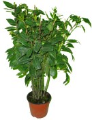 Vavřín laurus bobkový list - 120 cm 