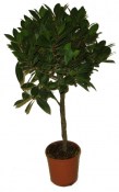 vavrin-laurus-nobilis-bobkovy-list-strom-na-kminku-stredni
