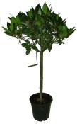 vavrin-laurus-nobilis-bobkovy-list-strom-na-kminku-velky-130-cm