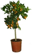 Citrus Kumquat 2.jakost