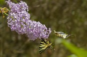 Venkovní keř - Syringa vulgaris mix barev
