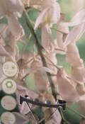 Vistárie - Wisteria floribunda mix barev