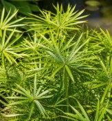 Vodní rostliny - Cyperus haspan (2/2)