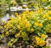 Vodní rostliny - Lysimachia nummularia (Vrbina penízková) (2/2)