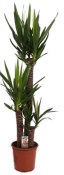 Yucca elephantipes velká 3 kmeny 130 cm