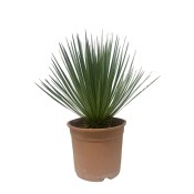 Yucca rostrata XXL
