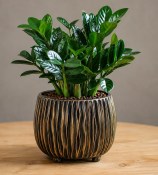 Zamioculcas Zenzi - zamiokulkas zakrslý