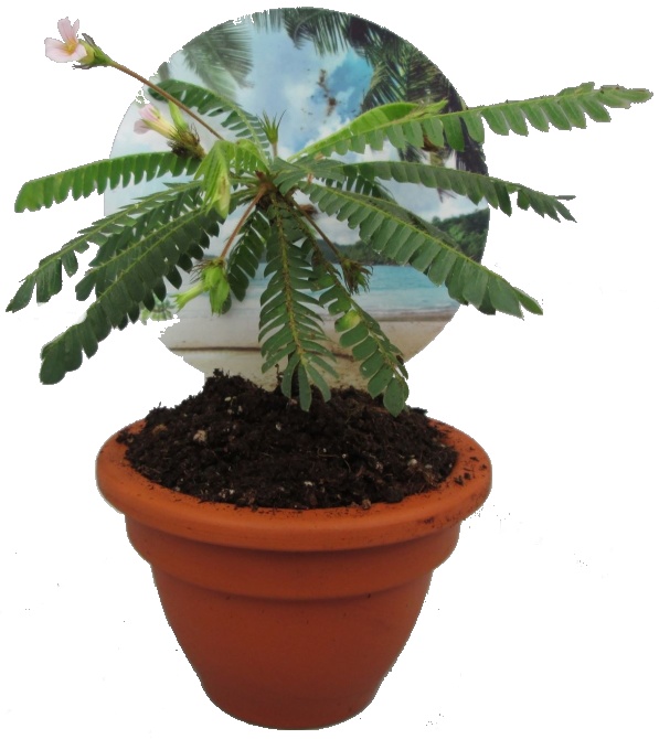 Rostlina Biophytum sensitivum - citobýl